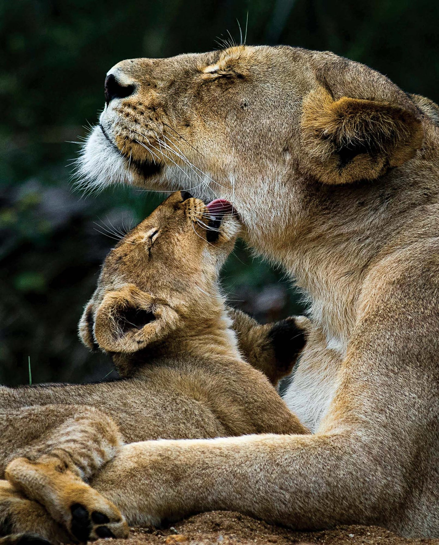 Photo Safari – Kruger