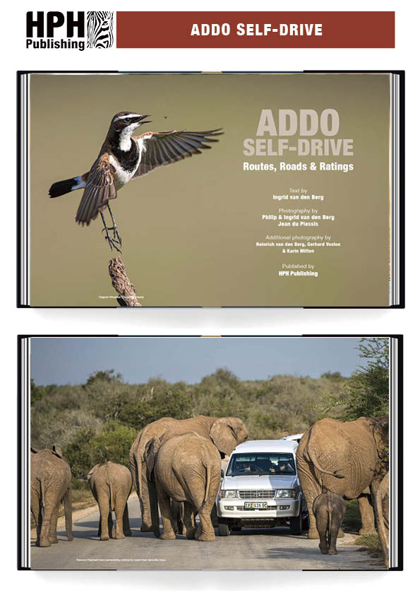 Addo Self-Drive – Routes, Roads and Ratings