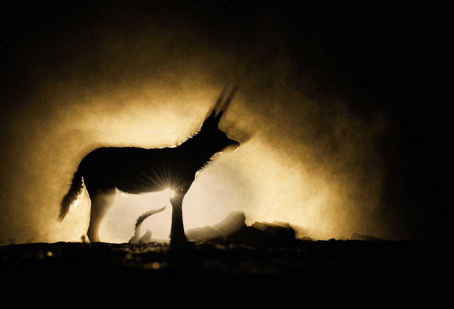 Remembering African Wild Dogs