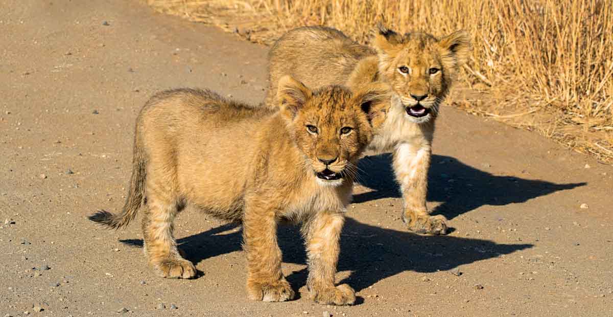 Kruger Roetes – Afrikaans - HPH Publishing South Africa
