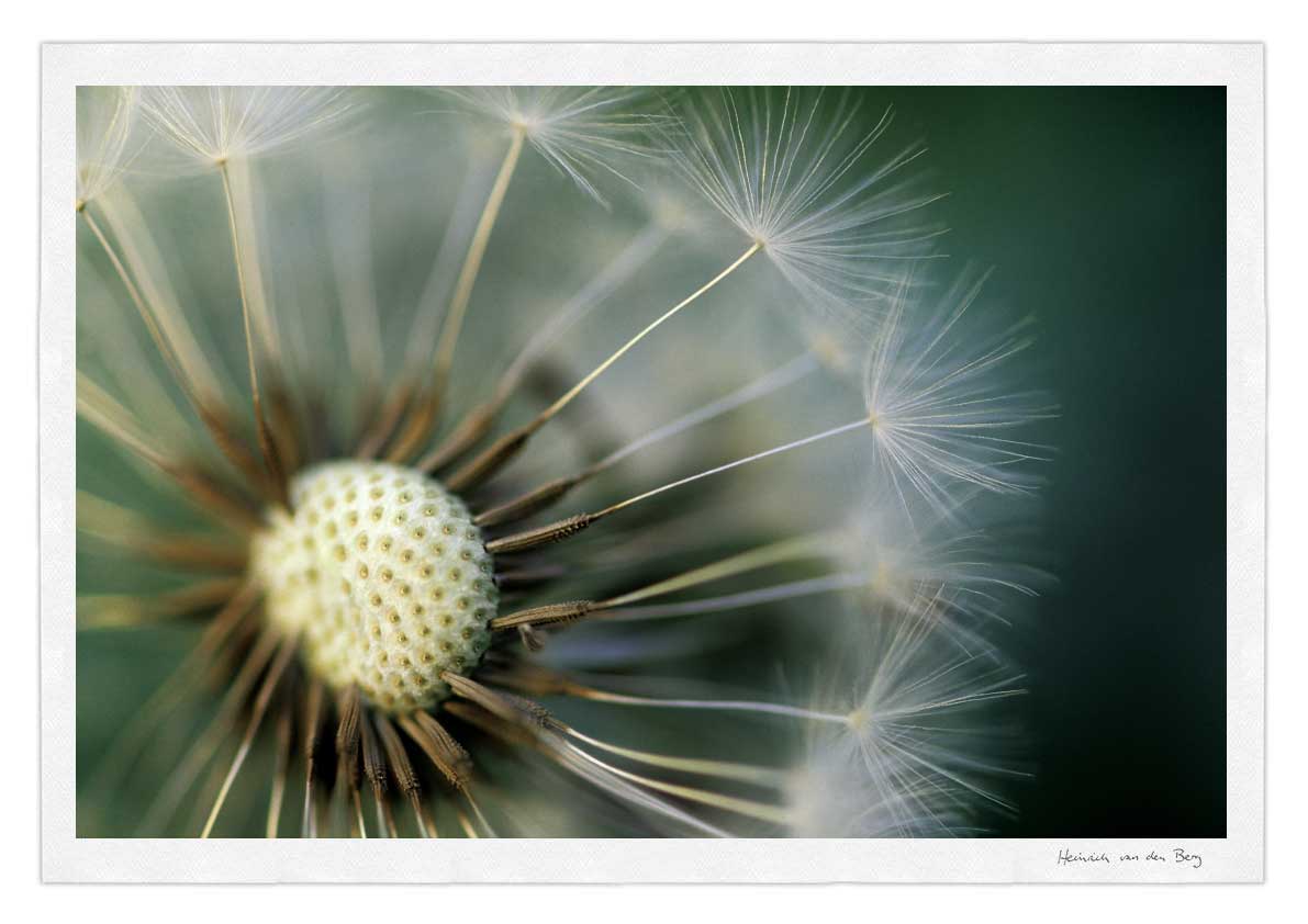 Dandelion Fine Art Print - HPH Publishing