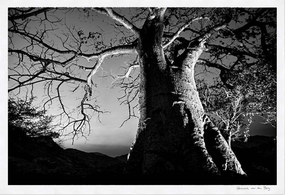 Baobab Fine Art Print - HPH Publishing South Africa