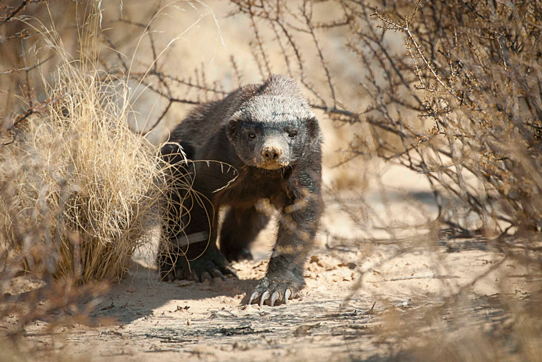 How to find a honey badger in the Kgalagadi