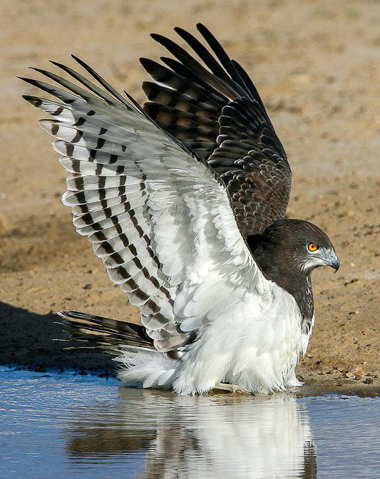 The black-chested snake-eagle in all its glory