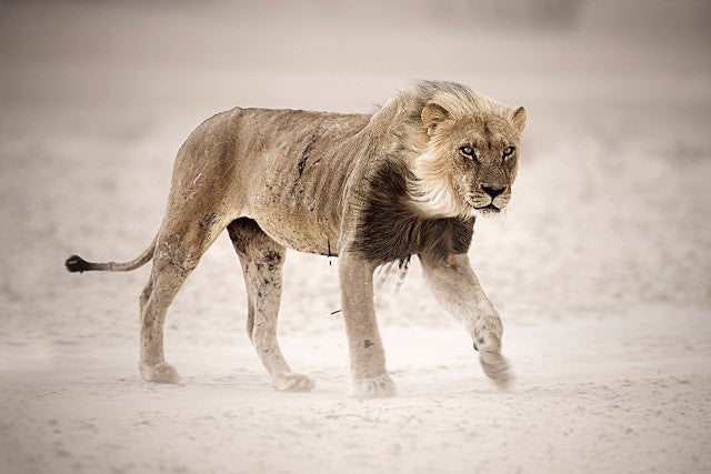 Kgalagadi's old lone lion