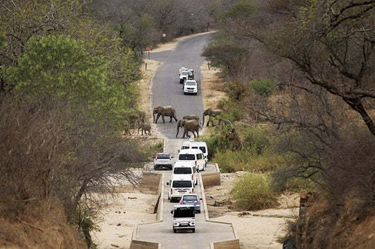 The wild roads of Kruger