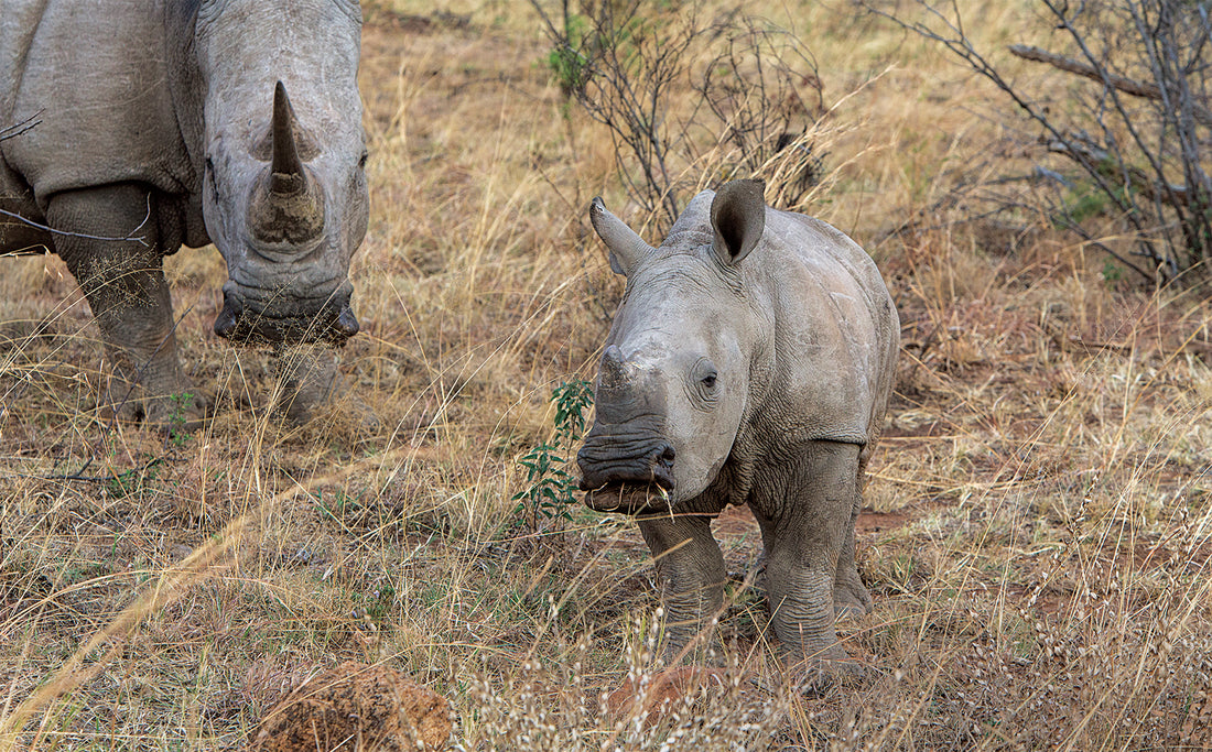 The story of the rhino orphans