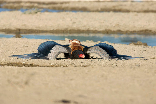 Praying Bateleur? Do you know why Bateleur Eagles do this?