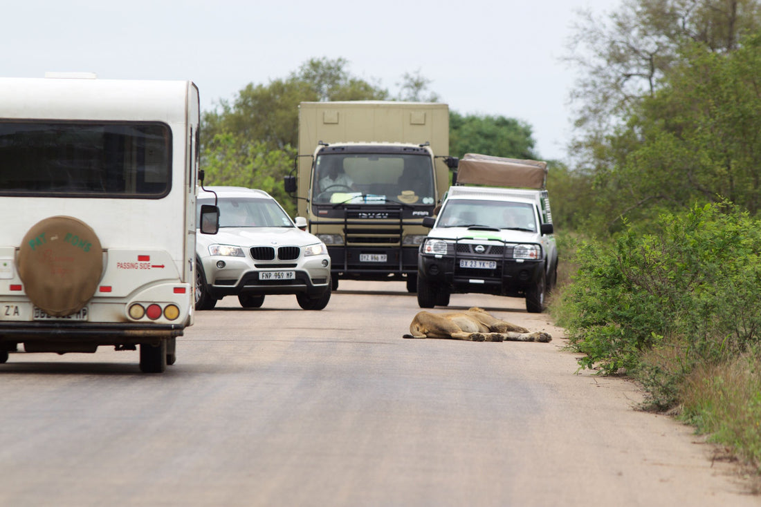 Five Top Tarred Roads in Kruger National Park