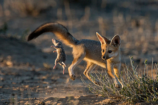 Cape Fox Den