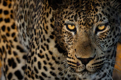 Eden - Soul of Africa