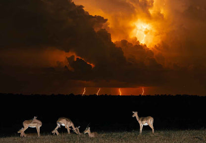 Kruger Safari