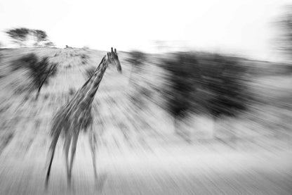 Eden - Soul of Africa