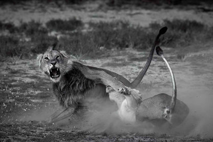 Eden - Soul of Africa