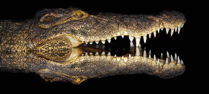 Eden - Soul of Africa