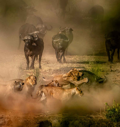 Kruger Safari