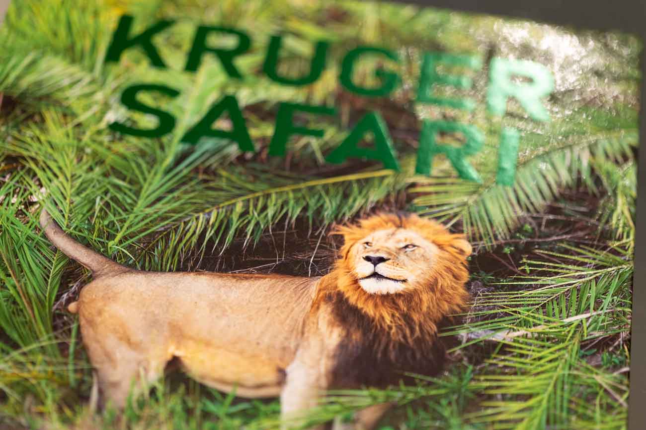 Kruger Safari