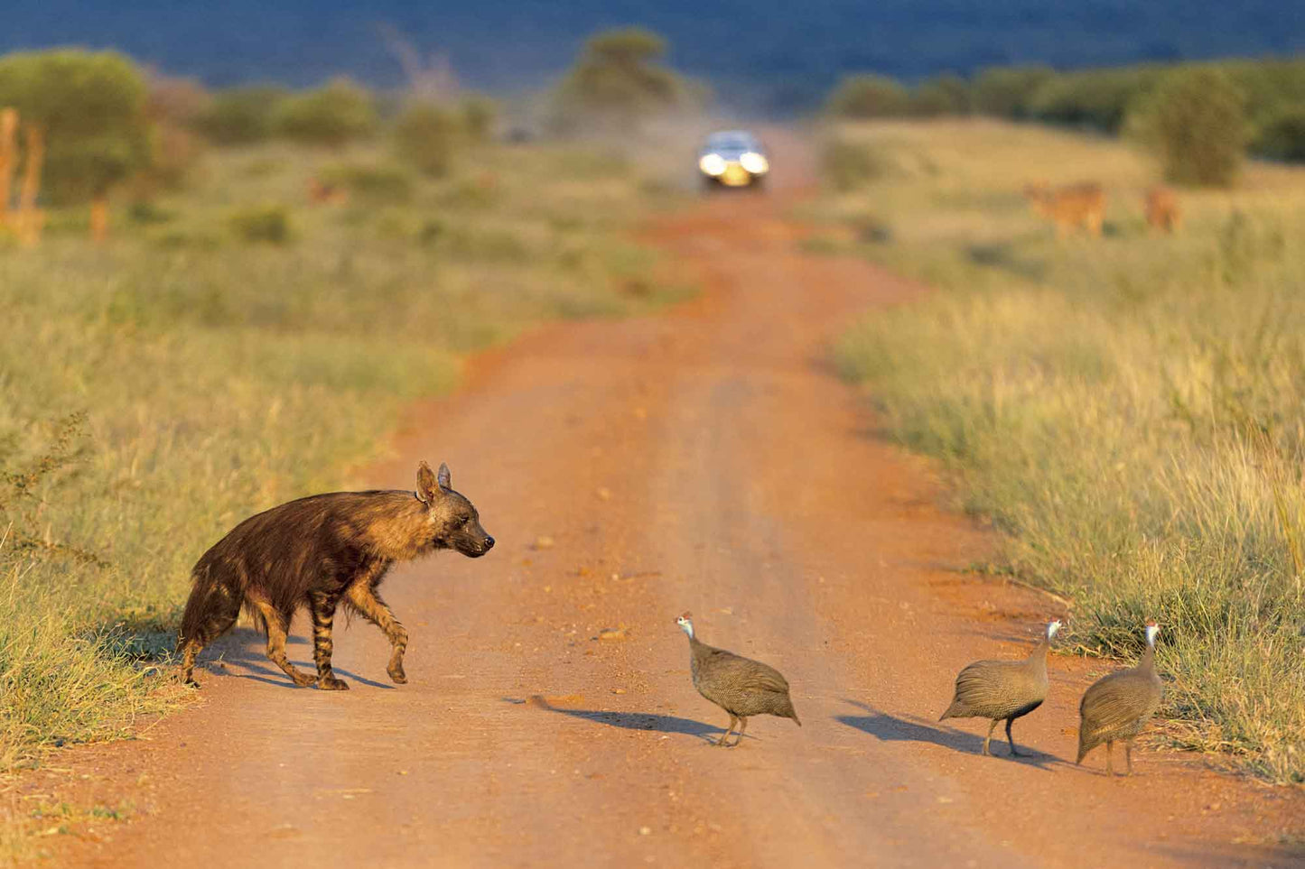 Madikwe Game Drive