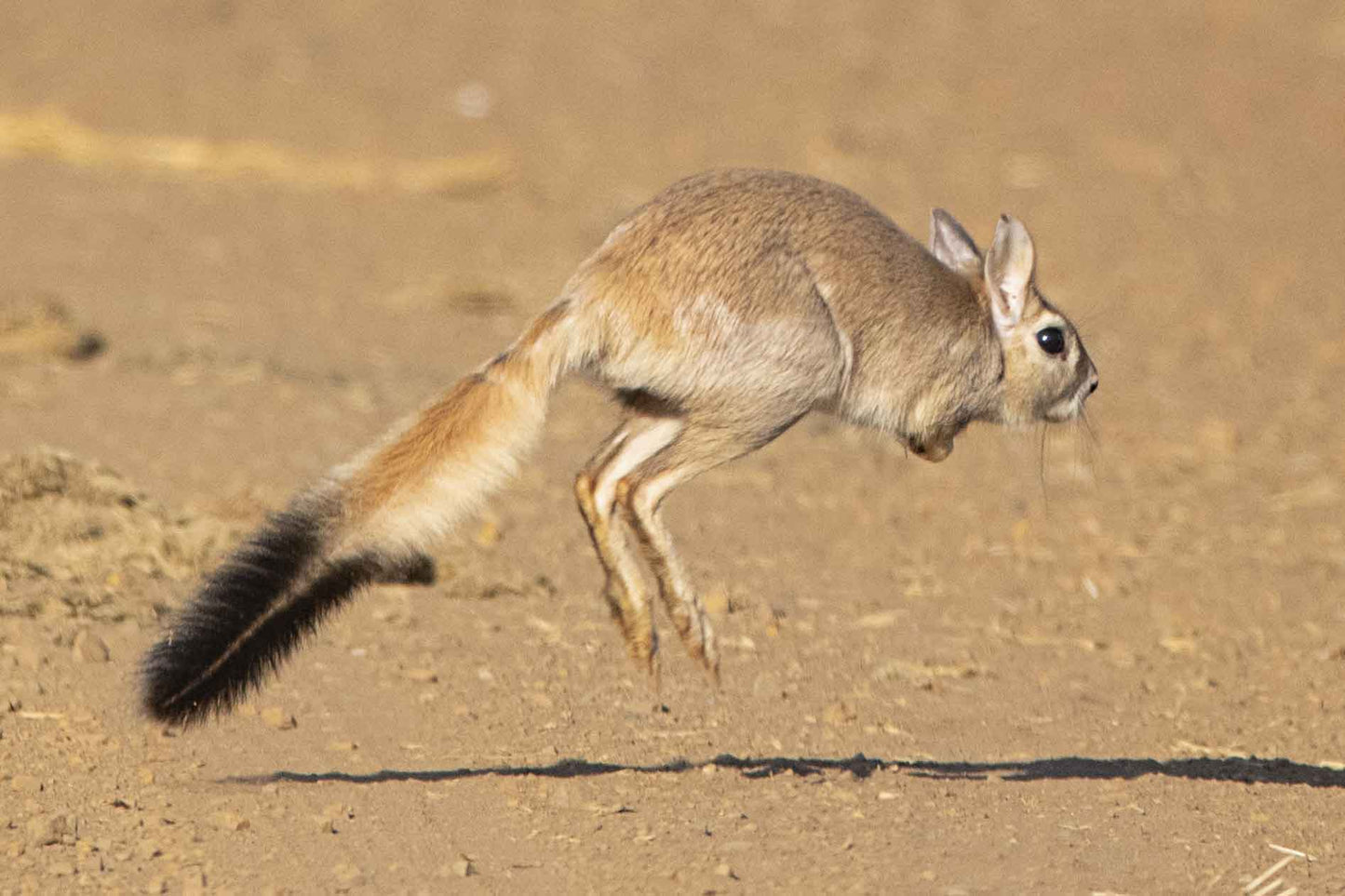 Madikwe Game Drive