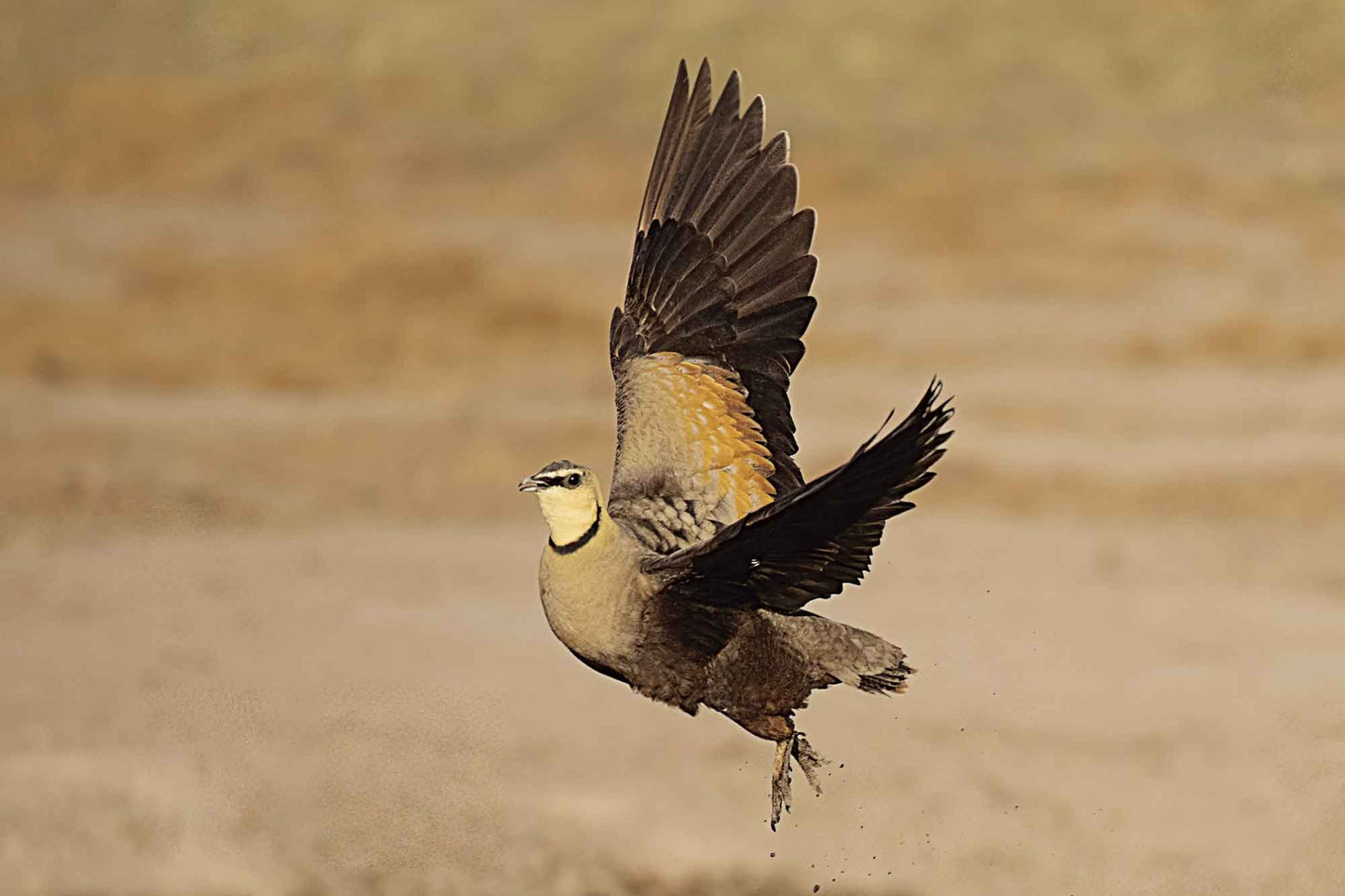 Madikwe Game Drive