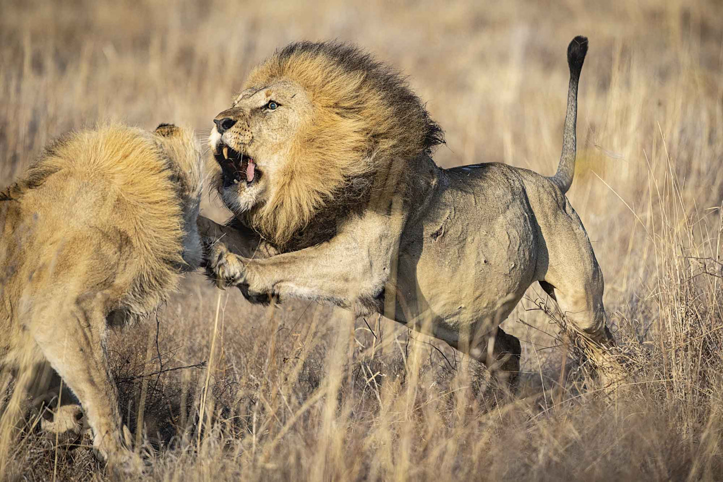 Madikwe Game Drive