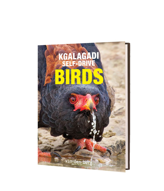 Kgalagadi Self-Drive BIRDS