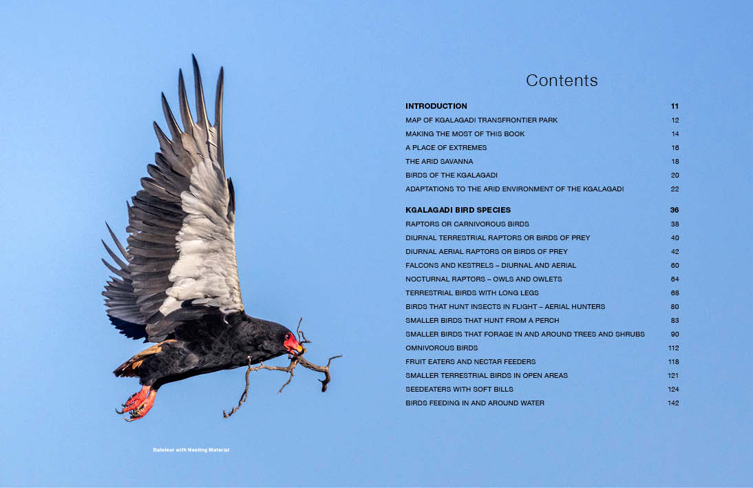 Kgalagadi Self-Drive BIRDS