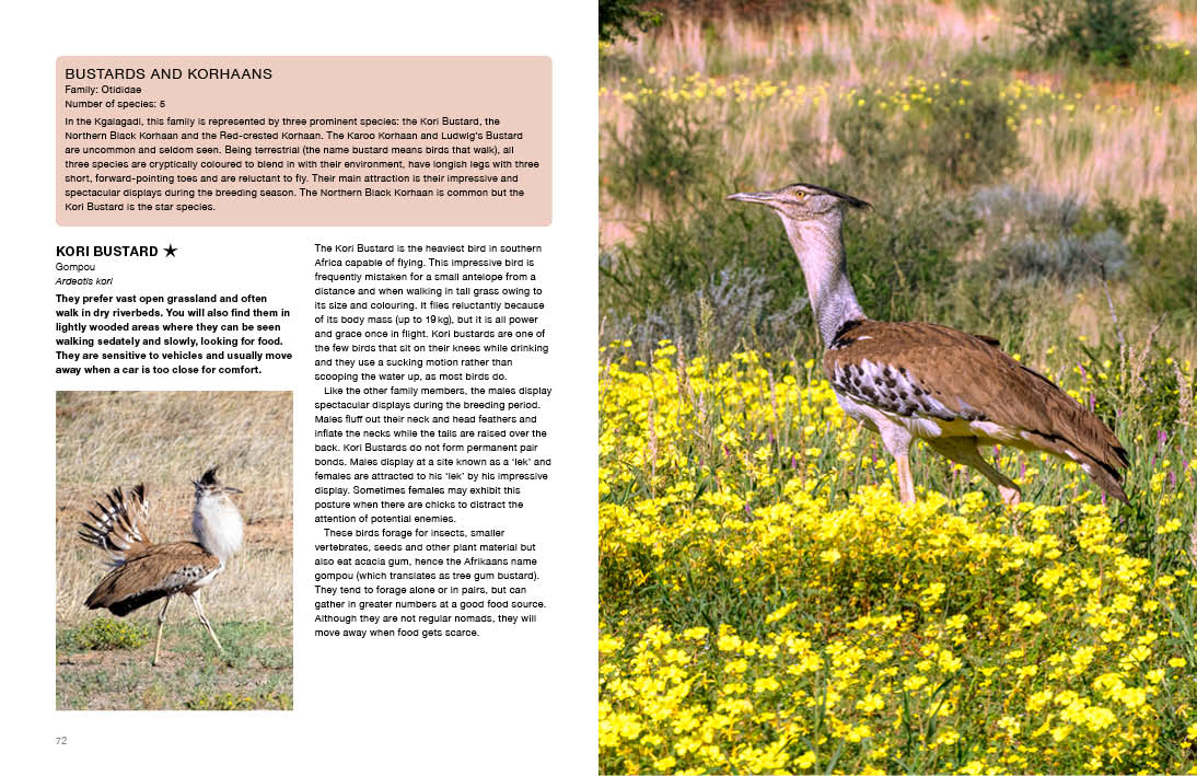 Kgalagadi Self-Drive BIRDS