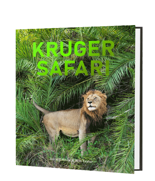 Kruger Safari