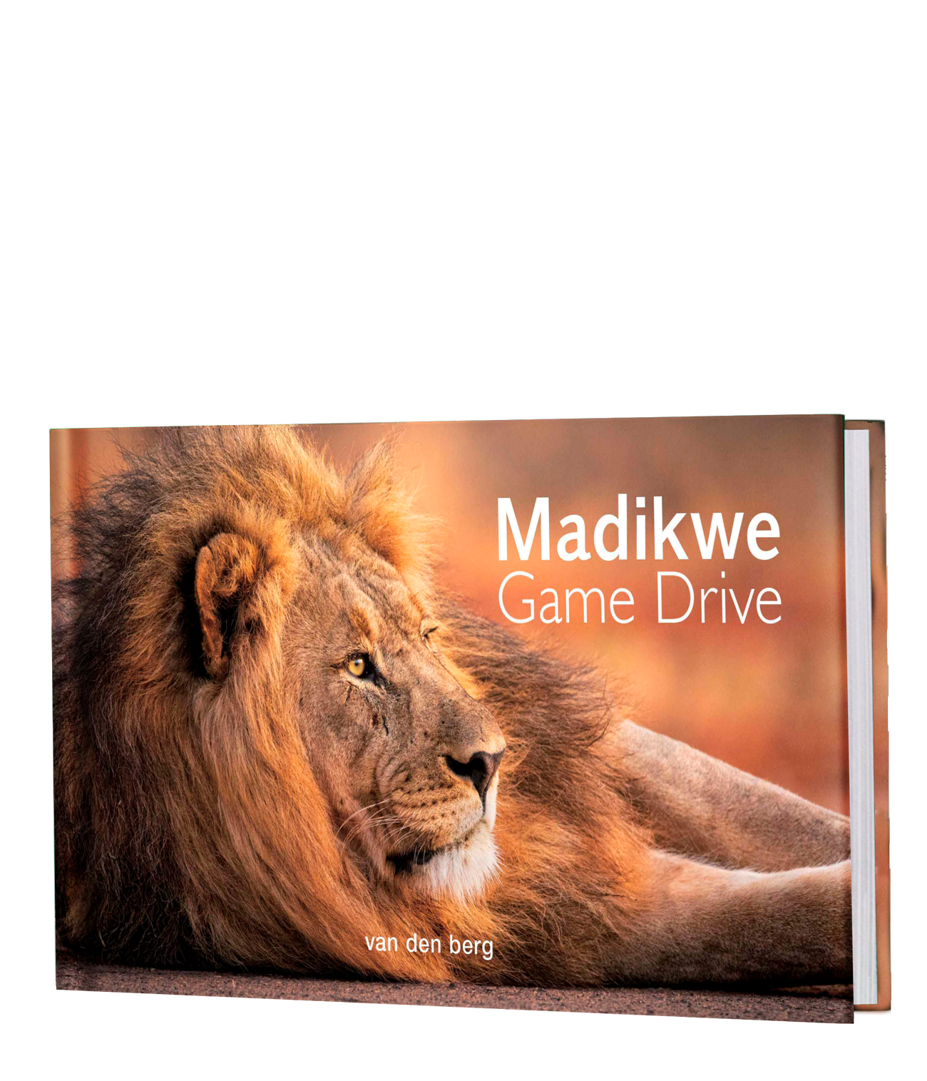 Madikwe Game Drive