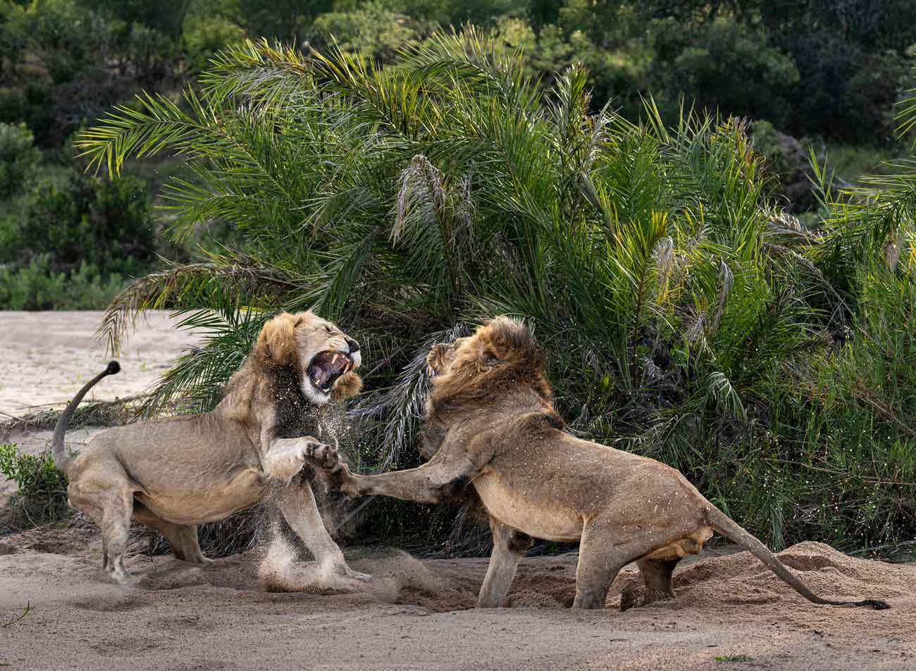 Kruger Safari