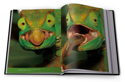 Reflection – Pocket Edition