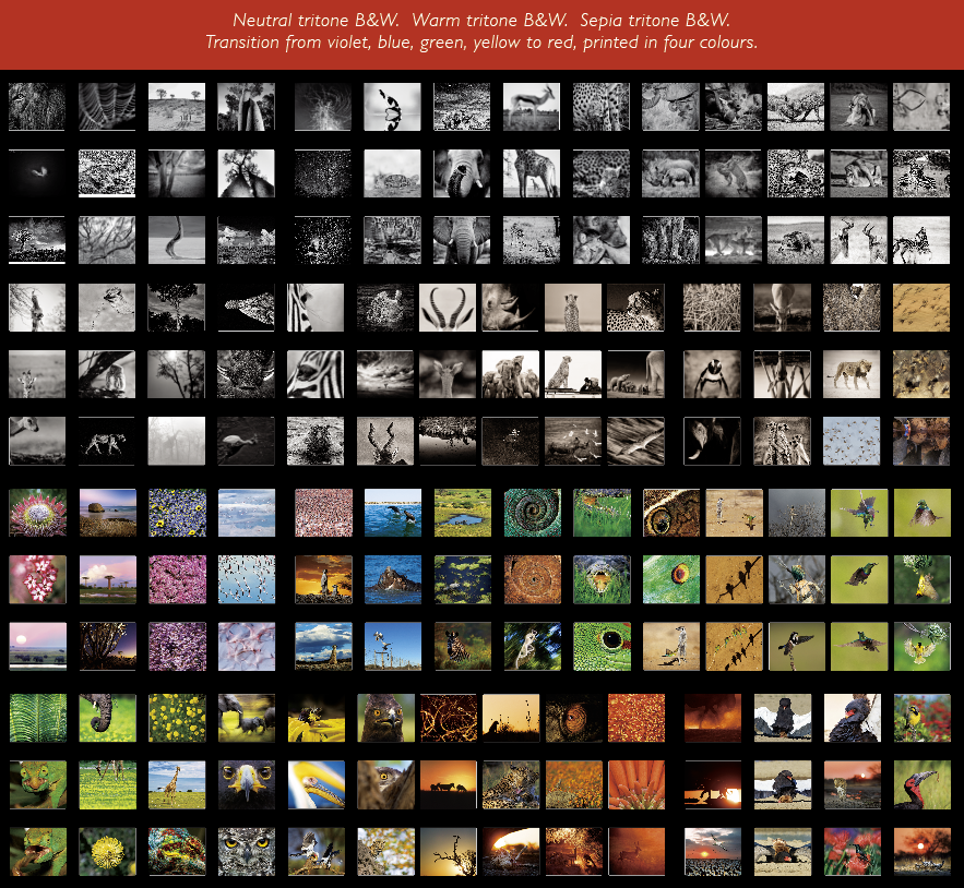 Reflection – Pocket Edition