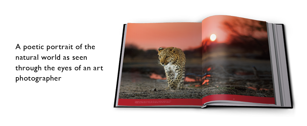 Reflection – Pocket Edition