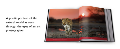 Reflection – Pocket Edition