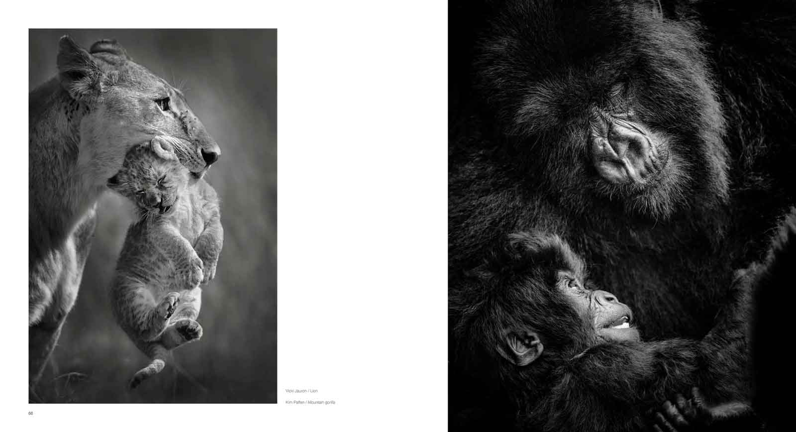 10 Years of Remembering Wildlife – HPH Publishing