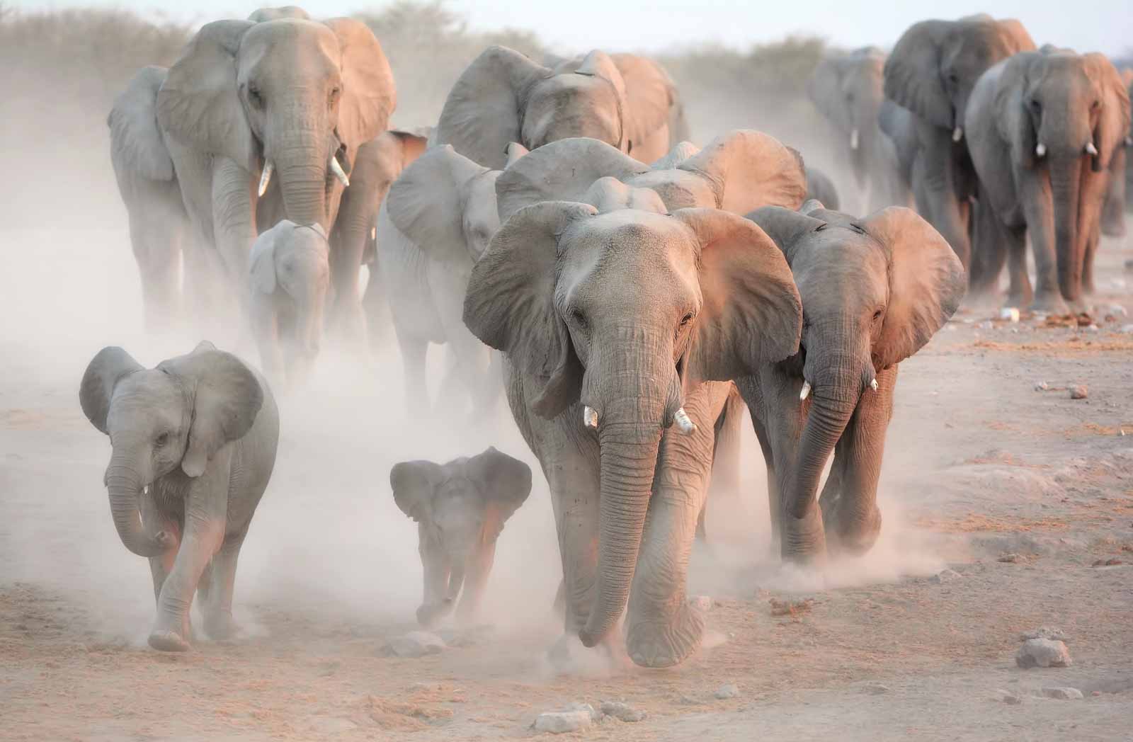 Remembering Elephants - HPH Publishing South Africa