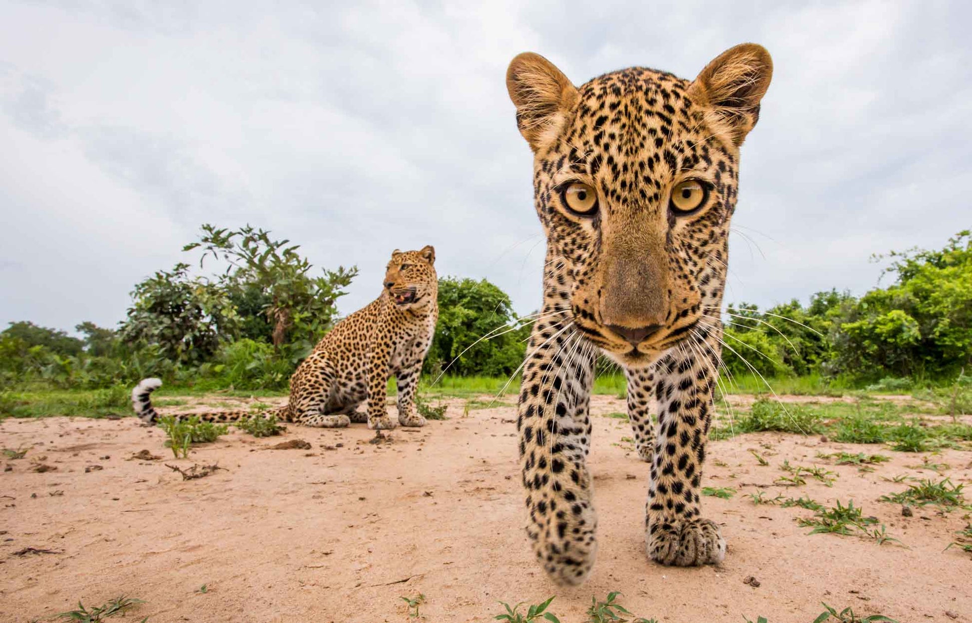 https://hphpublishing.co.za/cdn/shop/products/From-The-Black-Leopard_image-copyright-Will-Burrard-Lucas_82-83.jpg?v=1613653644&width=1946