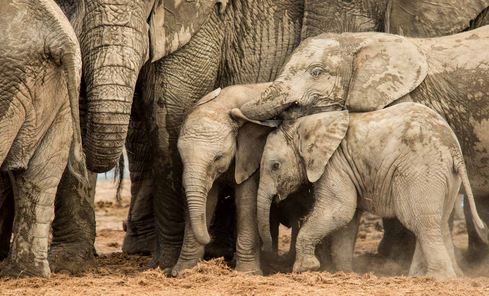Remembering Elephants - HPH Publishing South Africa
