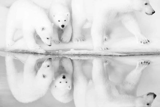 Remembering Bears
