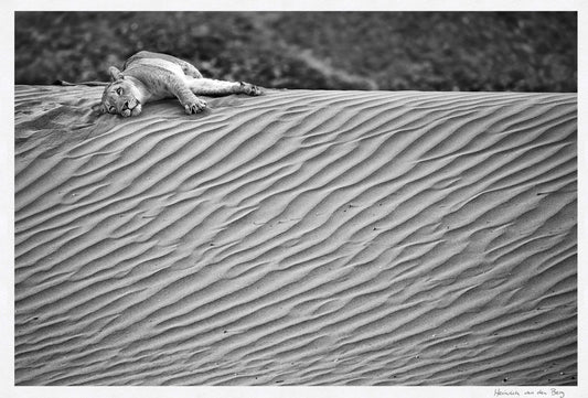 Lion in the Desert Fine Art Print - HPH Publishing South Africa
