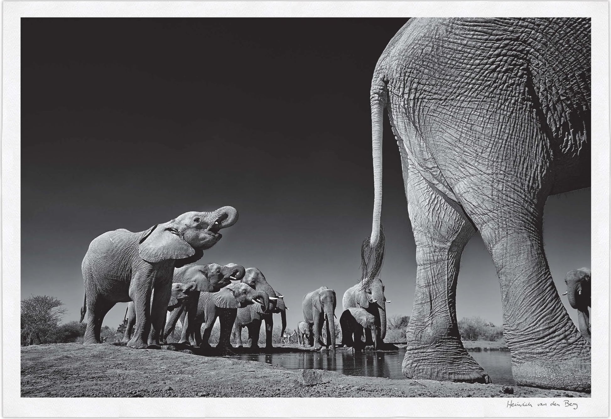 Elephant Walk Fine Art Print - HPH Publishing South Africa