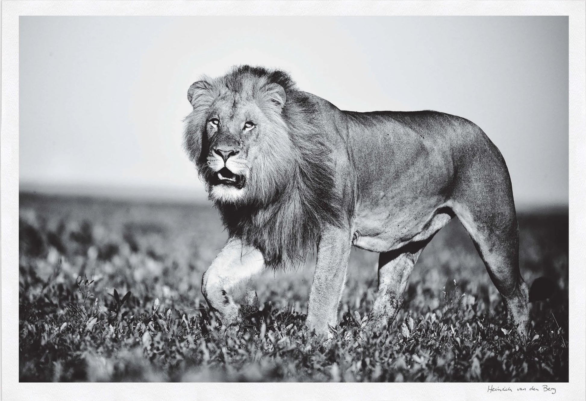 Lion Walking Fine Art Print - HPH Publishing South Africa