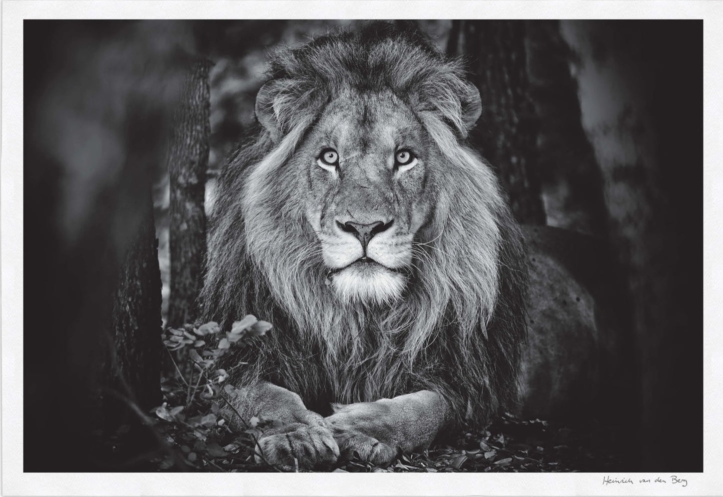 Lion Portrait Fine Art Print - HPH Publishing South Africa