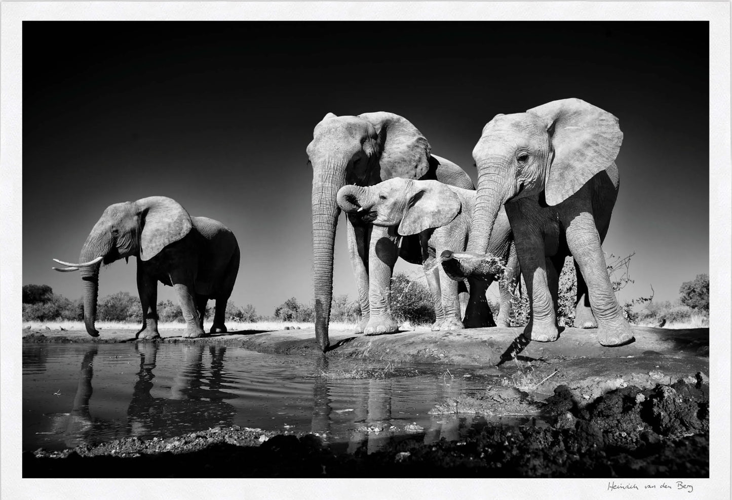 Elephants Drinking Fine Art Print - HPH Publishing South Africa