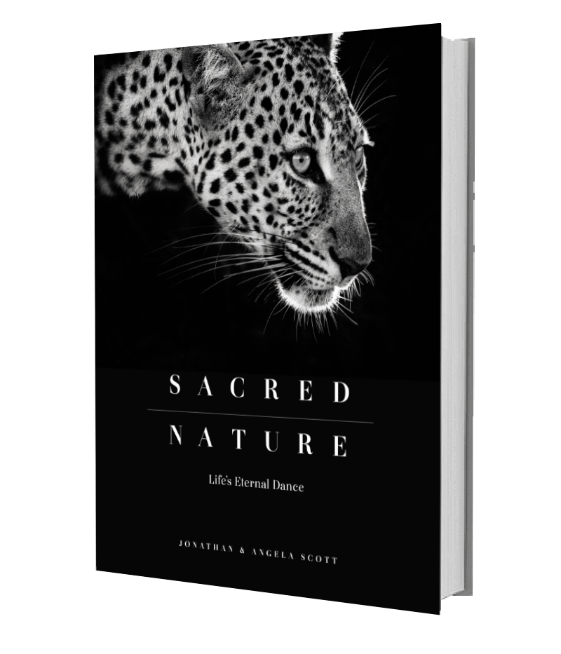 Sacred Nature: Life’s Eternal Dance - HPH Publishing South Africa