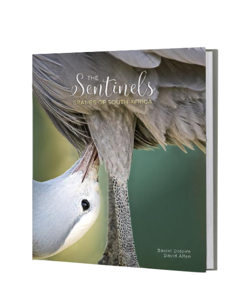 The Sentinels - Cranes of South Africa - HPH Publishing South Africa