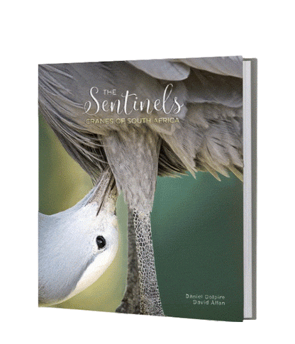 The Sentinels - Cranes of South Africa - HPH Publishing South Africa