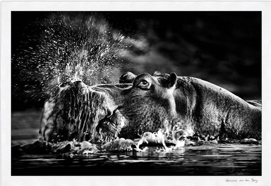 Snorting Hippo Fine Art Print - HPH Publishing South Africa