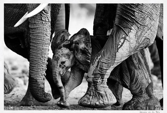 Elephant Pillars Fine Art Print - HPH Publishing South Africa